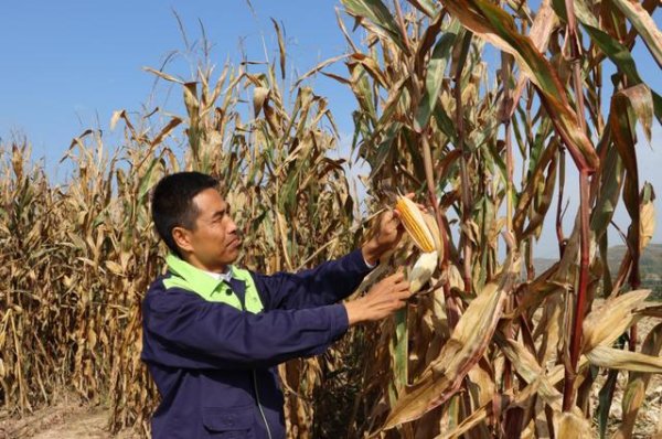 宏泰 陕西神木：金秋沃野丰收图 农机欢唱粮满仓